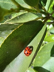Harmonia axyridis