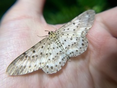 Percnia suffusa