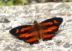 Symbrenthia hypselis