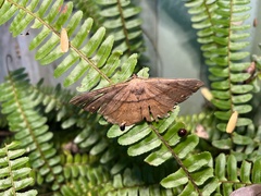 Chorodna ochreimacula