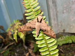Ambulyx sericeipennis