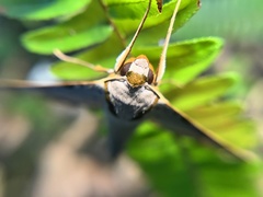 Ambulyx sericeipennis