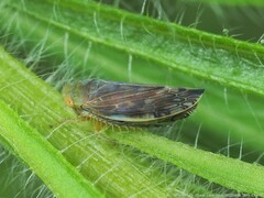 Acinopterus acuminatus