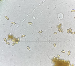 Inosperma mutatum