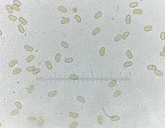 Inosperma mutatum