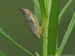 Acinopterus acuminatus