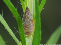 Acinopterus acuminatus