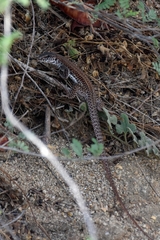 Aspidoscelis maximus