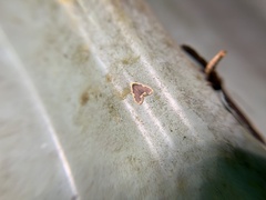 Diduga nantouensis