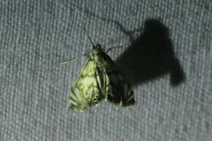 Neocataclysta magnificalis