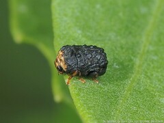 Exema neglecta