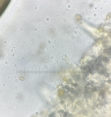 Inocybe acriolens