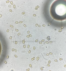 Inocybe acriolens