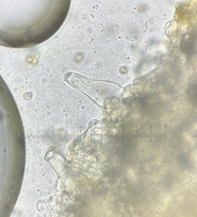 Inocybe acriolens