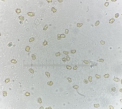 Inocybe acriolens