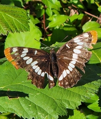 Limenitis lorquini