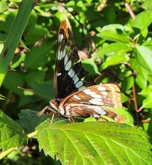 Limenitis lorquini