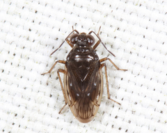 Saldula opacula