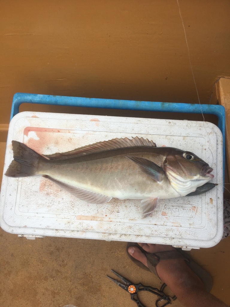 Bighead tilefish (Caulolatilus affinis) — Malacanthidae