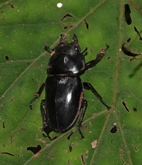 Neolucanus laticollis