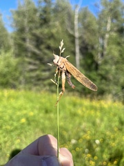 Entomophaga grylli