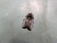 Liparopsis postalbida