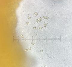 Inocybe acriolens