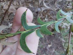Acacia triptera
