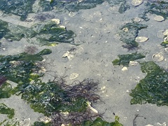 Fundulus heteroclitus