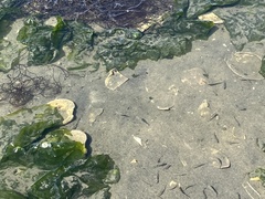 Fundulus heteroclitus