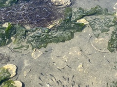 Fundulus heteroclitus