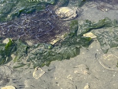 Fundulus heteroclitus