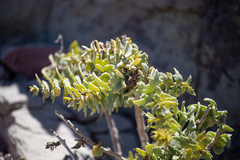 Coulterella capitata