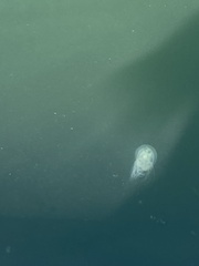 Polyorchis penicillatus