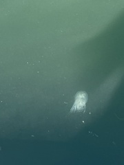 Polyorchis penicillatus
