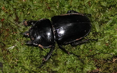 Neolucanus laticollis
