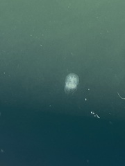 Polyorchis penicillatus