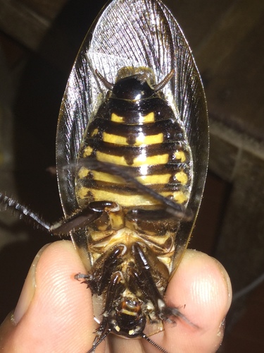 Death’s Head Cockroach