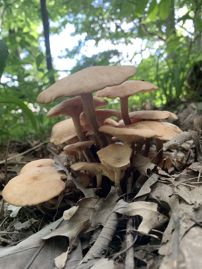 Ringless Honey Mushroom from Franke Park Dr, Fort Wayne, IN, US on