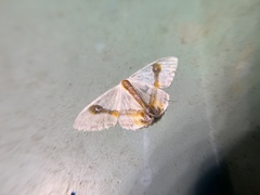 Macrocilix mysticata