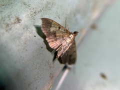 Ceratarcha umbrosa