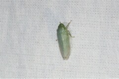 Gyponana angulata