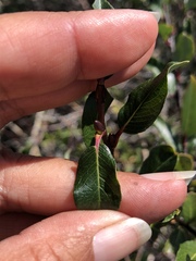 Salix planifolia