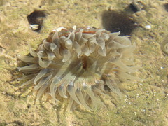 Bunodosoma zamponii
