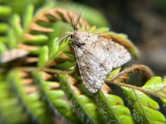 Lymantria sinica sinica