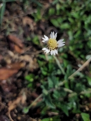 Tridax procumbens