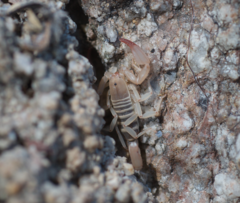 Pseudouroctonus kremani