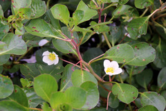 Ludwigia helminthorrhiza