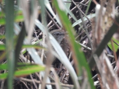 Malacocincla abbotti