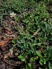 Tridax procumbens